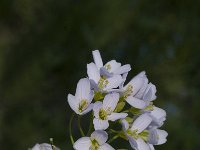 Cardamine pratensis 11, Pinksterbloem, Saxifraga-Jan van der Straaten