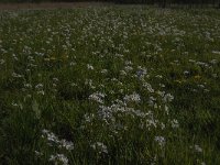 Cardamine pratensis 110, Pinksterbloem, Saxifraga-Jan van der Straaten