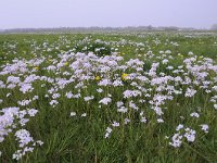 Cardamine pratensis 118, Pinksterbloem, Saxifraga-Luuk Vermeer