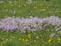 Cardamine pratensis 121, Pinksterbloem, Saxifraga-Mark Zekhuis