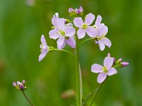 Cardamine pratensis 13, Pinksterbloem, Saxifraga-Jan Nijendijk