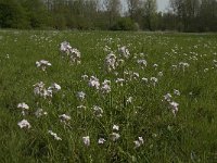 Cardamine pratensis 18, Pinksterbloem, Saxifraga-Jan van der Straaten