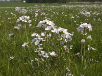 Cardamine pratensis 19, Pinksterbloem, Saxifraga-Jan van der Straaten