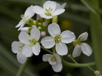 Cardamine pratensis 2, Pinksterbloem, Saxifraga-Willem van Kruijsbergen