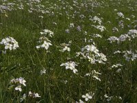 Cardamine pratensis 20, Pinksterbloem, Saxifraga-Jan van der Straaten