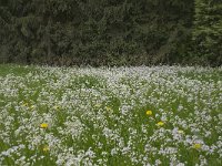 Cardamine pratensis 21, Pinksterbloem, Saxifraga-Willem van Kruijsbergen