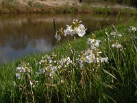 Cardamine pratensis 23, Pinksterbloem, Saxifraga-Jan van der Straaten