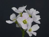 Cardamine pratensis 26, Pinksterbloem, Saxifraga-Kees Marijnissen