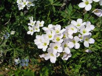 Cardamine pratensis 29, Pinksterbloem, Saxifraga-Jasenka Topic