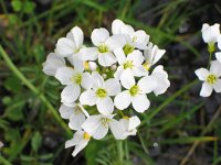 Cardamine pratensis 30, Pinksterbloem, Saxifraga-Jasenka Topic