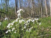 Cardamine pratensis 31, Pinksterbloem, Saxifraga-Jasenka Topic