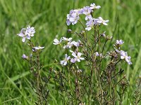 Cardamine pratensis #47019 : Cardamine pratensis, Pinksterbloem