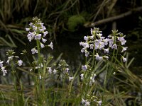 Cardamine pratensis 37, Pinksterbloem, Saxifraga-Jan van der Straaten