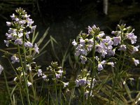 Cardamine pratensis 38, Pinksterbloem, Saxifraga-Jan van der Straaten