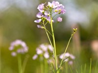 Cardamine pratensis 39, Pinksterbloem, Saxifraga-Rudmer Zwerver  Pinksterbloemen in een zonnig grasveld in mei : Pinksterbloemen, Pinksterbloem, bloem, bloemen, flora, plant, planten, mei, voorjaar, lente, gras, grasveld, weiand, agrarisch, agrarische, ruraal, platteland, landschap, wilde, wild, natuur, bomen, boom, Cardamine pratensis