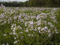 Cardamine pratensis 41, Pinksterbloem, Saxifraga-Jan van der Straaten