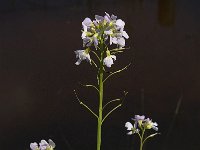 Cardamine pratensis 42, Pinksterbloem, Saxifraga-Jan van der Straaten