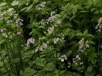 Cardamine pratensis 48, Pinksterbloem, Saxifraga-Jan van der Straaten