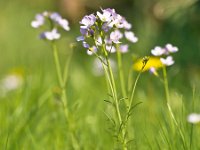 Cardamine pratensis 49, Pinksterbloem, Saxifraga-Rudmer Zwerver  Pinksterbloemen in een zonnig weiland : Pinksterbloemen, Pinksterbloem, bloem, bloemen, flora, plant, planten, mei, voorjaar, lente, gras, grasveld, weiand, agrarisch, agrarische, ruraal, platteland, landschap, wilde, wild, natuur, bomen, boom, Cardamine pratensis