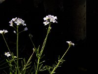 Cardamine pratensis 50, Pinksterbloem, Saxifraga-Jan van der Straaten