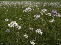 Cardamine pratensis 52, Pinksterbloem, Saxifraga-Willem van Kruijsbergen