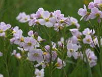 Cardamine pratensis 55, Pinksterbloem, Saxifraga-Hans Dekker