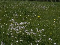 Cardamine pratensis 58, Pinksterbloem, Saxifraga-Jan van der Straaten