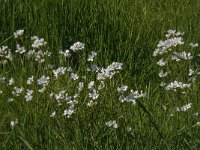 Cardamine pratensis 59, Pinksterbloem, Saxifraga-Jan van der Straaten