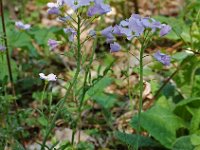 Cardamine pratensis 6, Pinksterbloem, Saxifraga-Willem van Kruijsbergen