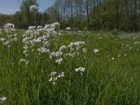 Cardamine pratensis 64, Pinksterbloem, Saxifraga-Jan van der Straaten