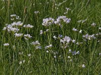 Cardamine pratensis 65, Pinksterbloem, Saxifraga-Jan van der Straaten