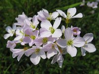 Cardamine pratensis 66, Pinksterbloem, Saxifraga-Bart Vastenhouw