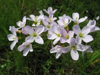 Cardamine pratensis 67, Pinksterbloem, Saxifraga-Bart Vastenhouw