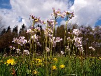 Cardamine pratensis 68, Pinksterbloem, Saxifraga-Hans Dekker