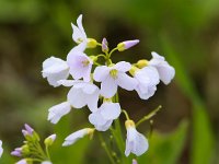 Cardamine pratensis 69, Pinksterbloem, Saxifraga-Bart Vastenhouw