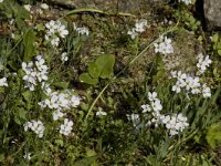 Cardamine pratensis 7, Pinksterbloem, Saxifraga-Willem van Kruijsbergen