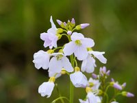 Cardamine pratensis 70, Pinksterbloem, Saxifraga-Bart Vastenhouw