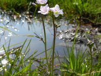 Cardamine pratensis 72, Pinksterbloem, Saxifraga-Rutger Barendse