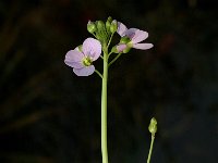 Cardamine pratensis 8, Pinksterbloem, Saxifraga-Jan van der Straaten