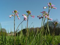 Cardamine pratensis 81, Pinksterbloem, Saxifraga-Ed Stikvoort