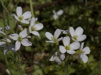 Cardamine pratensis 9, Pinksterbloem, Saxifraga-Willem van Kruijsbergen