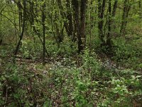 Cardamine pratensis 91, Pinksterbloem, Saxifraga-Hans Boll