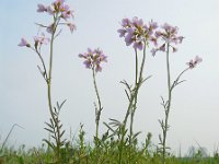 Cardamine pratensis 99, Pinksterbloem, Saxifraga-Ed Stikvoort