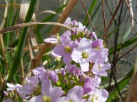 Cardamine pratensis ssp dentata 76, Saxifraga-Rutger Barendse