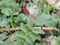 Cardamine pratensis ssp dentata 78, Saxifraga-Rutger Barendse