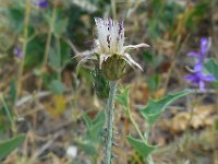 Carduus arabicus 2, Saxifraga-Ed Stikvoort