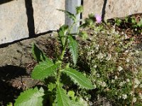 Carduus baeocephalus 2, Saxifraga-Rutger Barendse