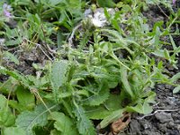 Carduus baeocephalus 3, Saxifraga-Rutger Barendse