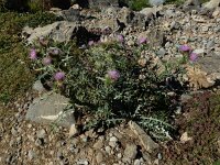 Carduus carlinoides 14, Saxifraga-Ed Stikvoort : Espinama - Fuente Dé - Regugio de Aliva s9900