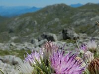 Carduus carlinoides 15, Saxifraga-Ed Stikvoort : Espinama - Fuente Dé - Regugio de Aliva s9900